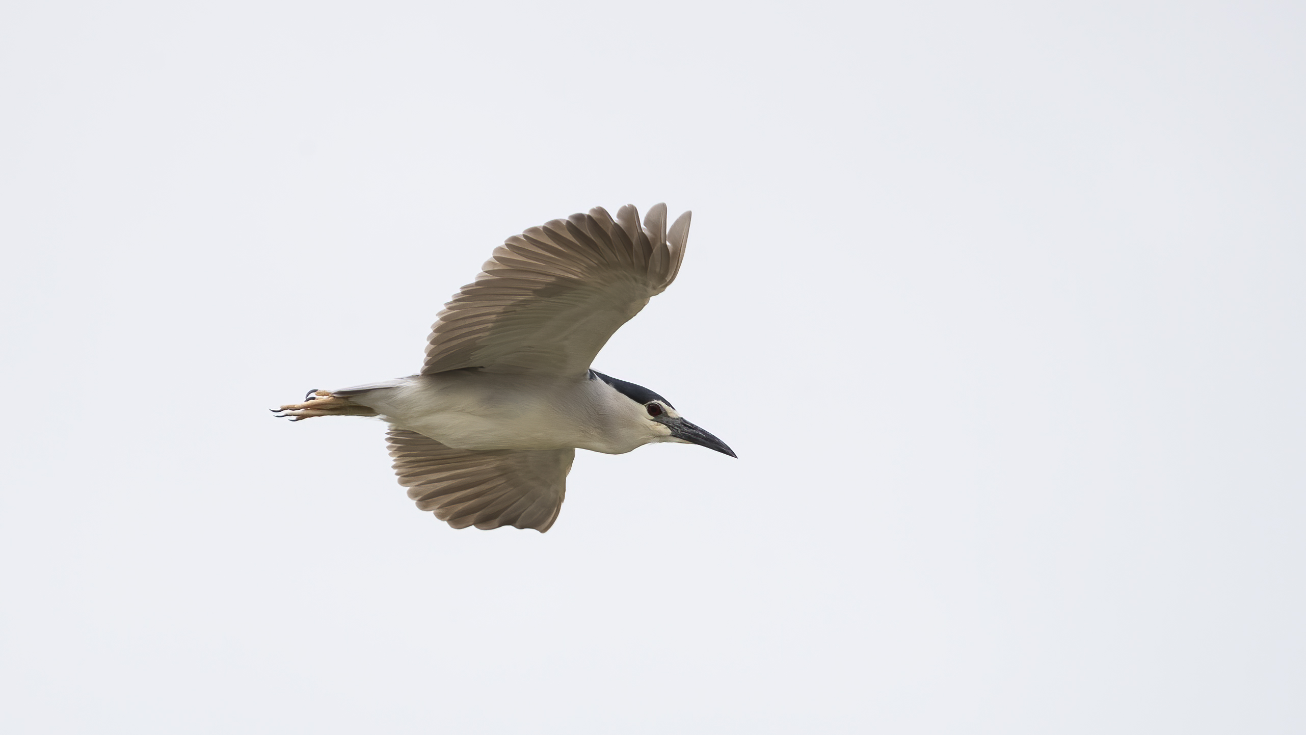 Black-crowned Night-Heron